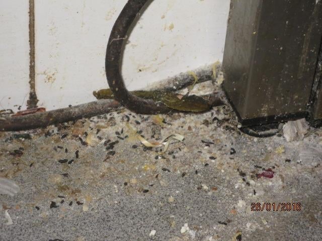 Oto Liberský, Plzeňská krčma, Vlašim. Zjištěné skutečnosti: Výskyt myšího trusu, provozovna nezabezpečená před pronikáním škůdců, výskyt plísní na stropě, výrazně zanedbaný úklid ad.