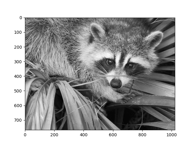 Rastrový obrázek mývala ve stupních šedi