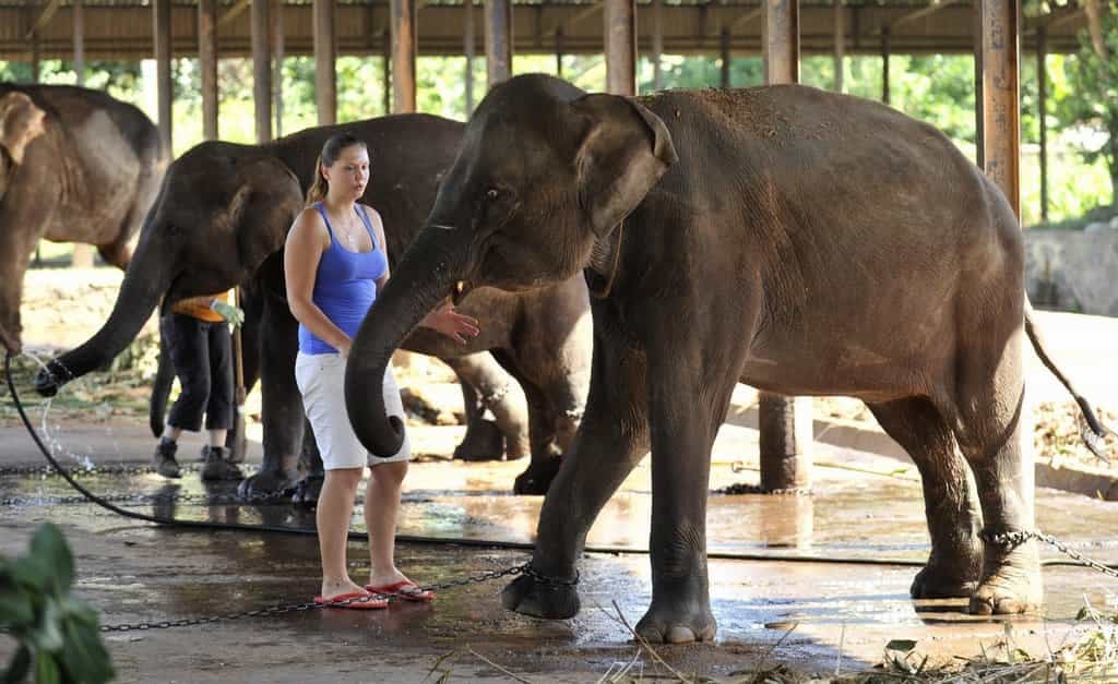 2011-01-slonc3ad-stc3a1do-v-prac5beskc3a9-zoo-posc3adlily-dvc49b