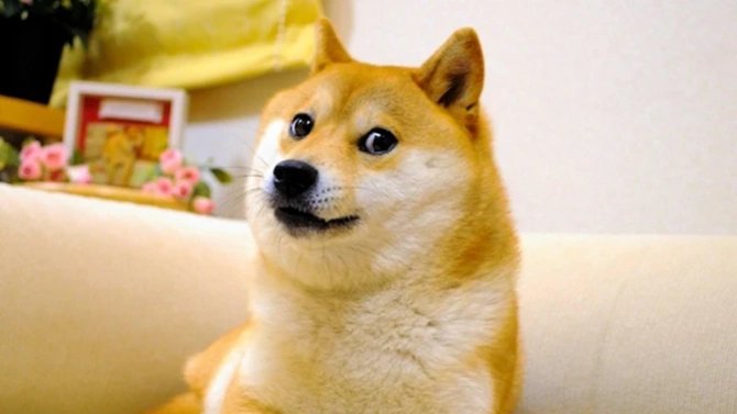Doge