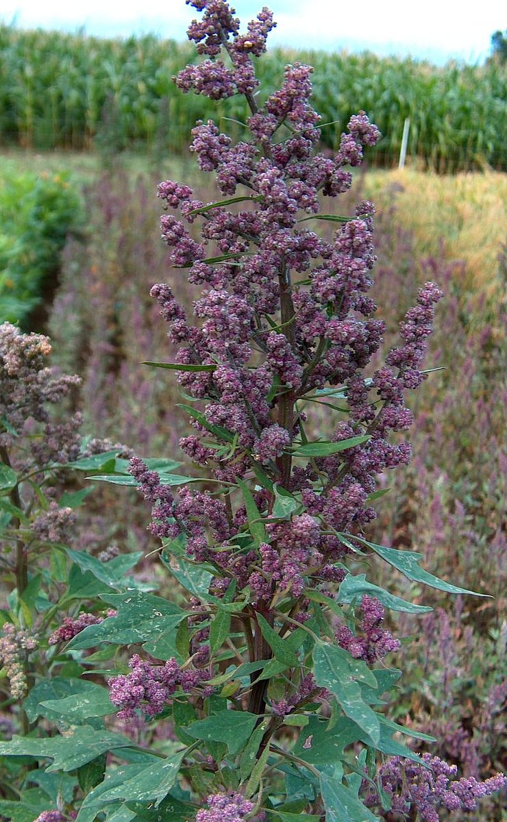 Quinoa neboli merlík čilský