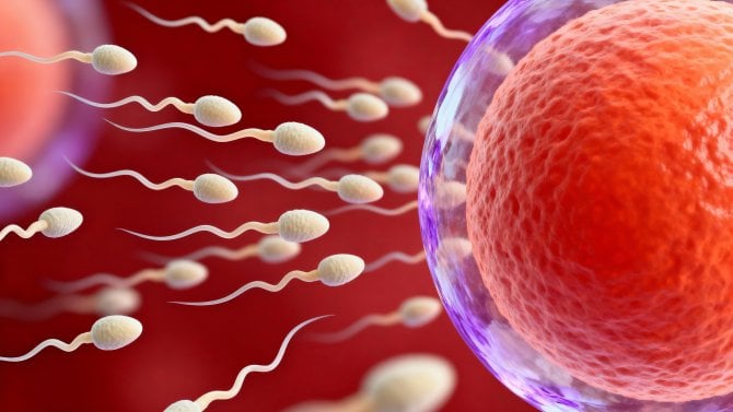 Naděje pro neplodné muže. Pacient po chemoterapii získal funkční spermie díky vlastním tkáním varlat, které mu odebrali v dětství