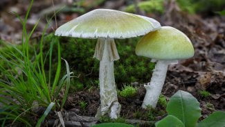 Muchomůrka zelená (Amanita phalloides)