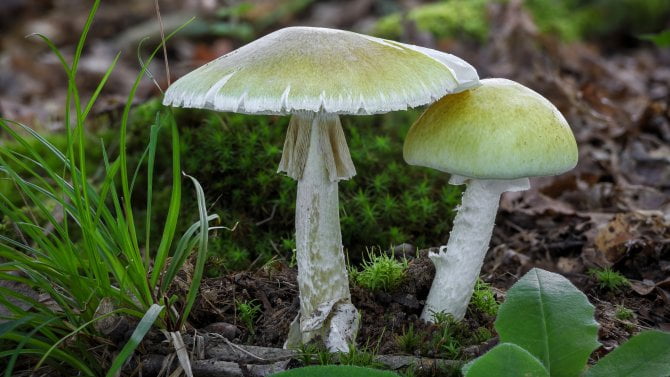 Muchomůrka zelená (Amanita phalloides)