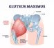 Hmotnostně největší sval v těle je velký sval hýžďový (musculus gluteus maximus), který probíhá diagonálně od horního středu pánve ke stehenní kosti. Podle výzkumu představuje asi 12 až 13 procent celkové hmotnosti všech svalů nohou.