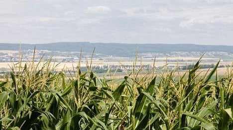 Náhledový obrázek - Duch JZD přežívá. Průměrná velikost zemědělského podniku v Česku překonává unijní průměr