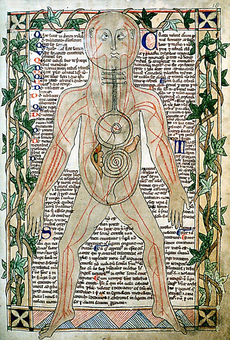 Ilustrace ze 13. století zobrazující žíly. Bodleian Library, Oxford