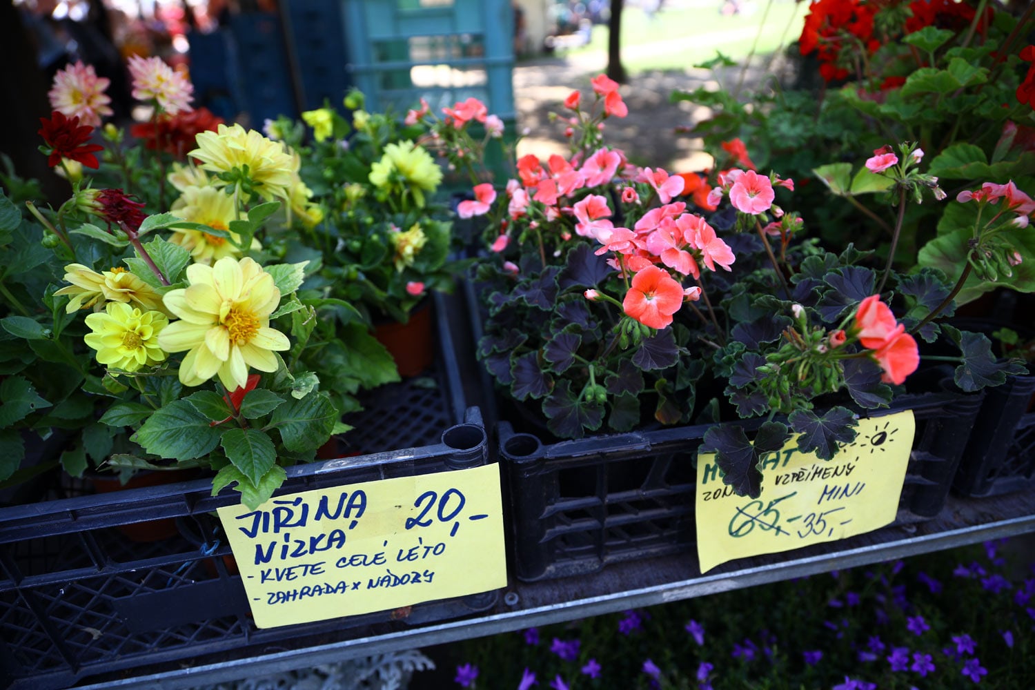 V létě se na řadě míst konají trhy. Nabídka je pestrá
