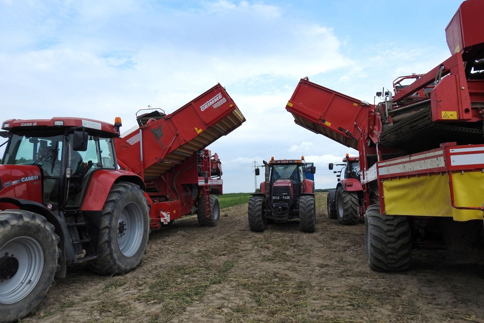 Sklizeň brambor v Polabí