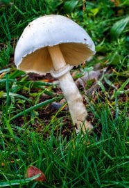 Muchomůrka jízlivá (Amanita virosa)