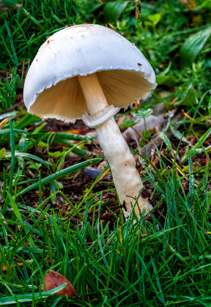 Muchomůrka jízlivá (Amanita virosa)