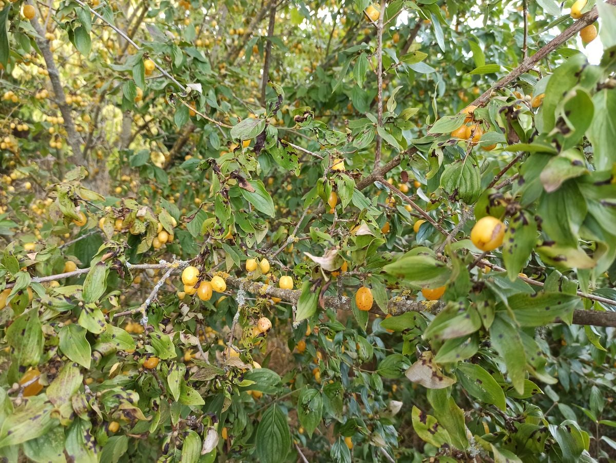 Nevšední bobuloviny a okrasná jablka