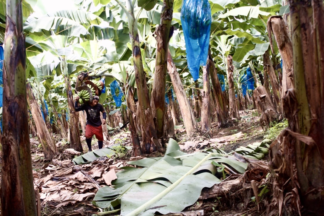 Pěstování banánů na konvenčních a fair trade plantážích.