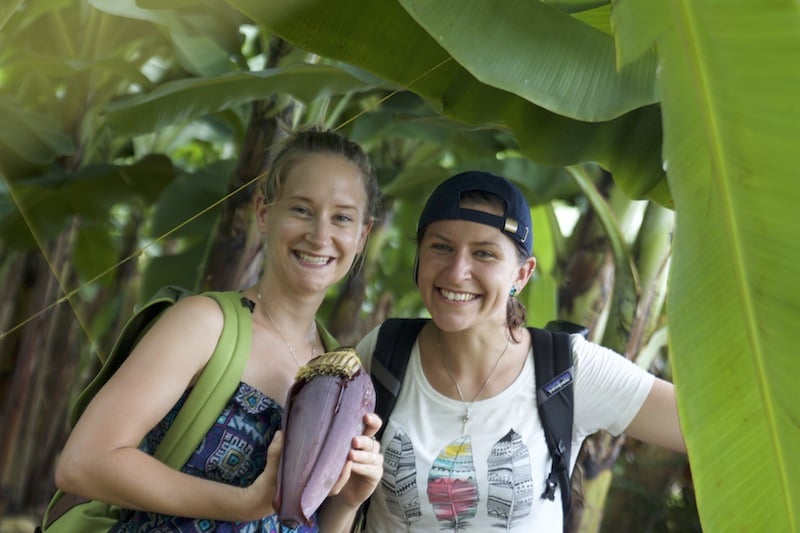 Pěstování banánů na konvenčních a fair trade plantážích.