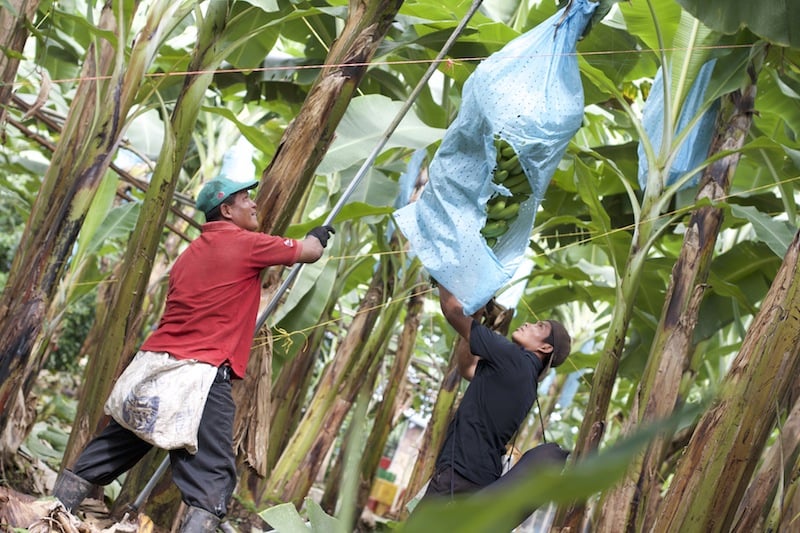 Pěstování banánů na konvenčních a fair trade plantážích.