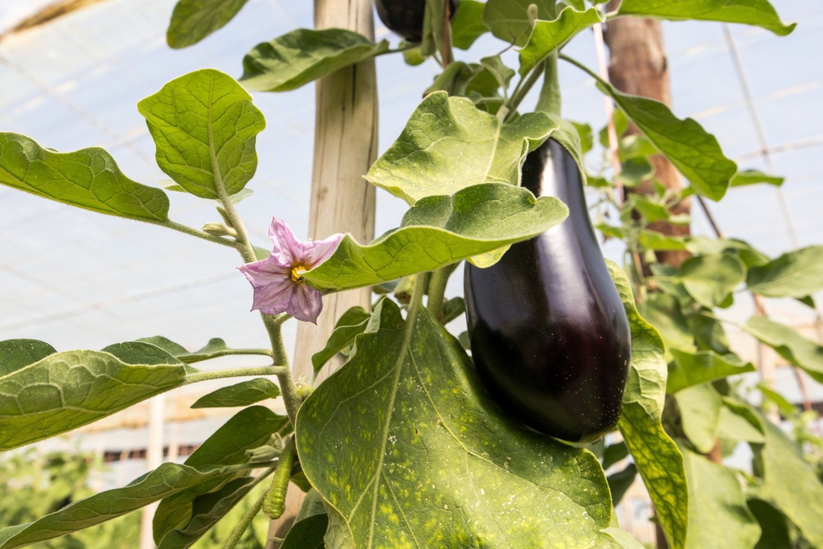 Pěstování zeleniny ve skleníku na jihu Španělska