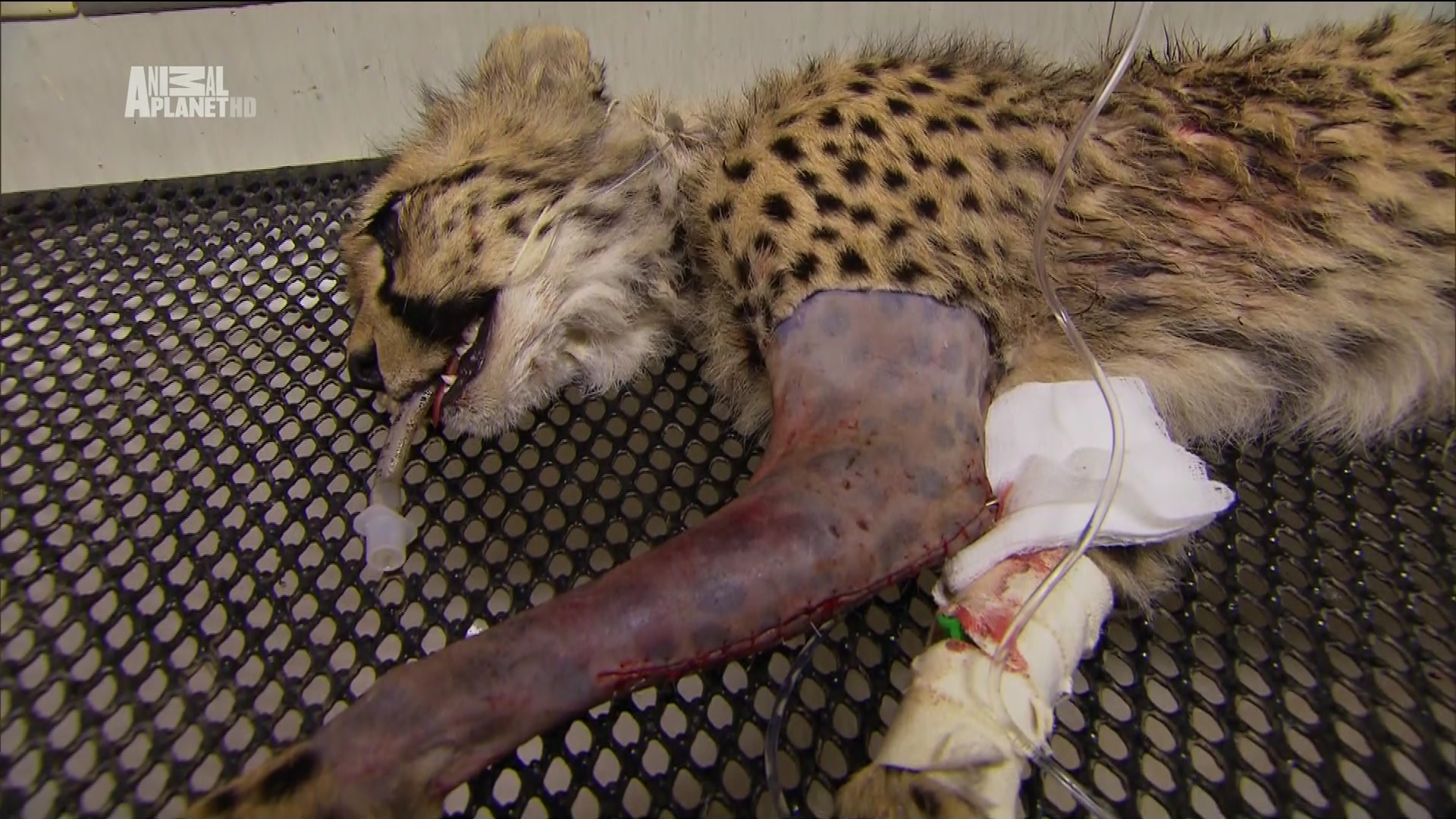 Ukázka z vysílání dokumentárního kanálu Animal Planet HD