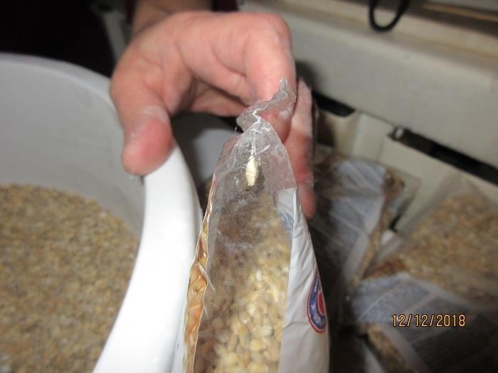 Nebezoečné potraviny - Van Long Nguyen, Potraviny, Bulovka, ovesné výběrové vločky, kroupy. Uvnitř výrobků byl zjištěn výskyt škůdců a stop po jejich činnosti. Obaly byly znečištěny a poškozeny činností škůdců - pavučinky, dírky. Výskyt mrtvých škůdců byl zjištěn i na provozovně - na regálech, kde byly nabízeny balené potraviny.