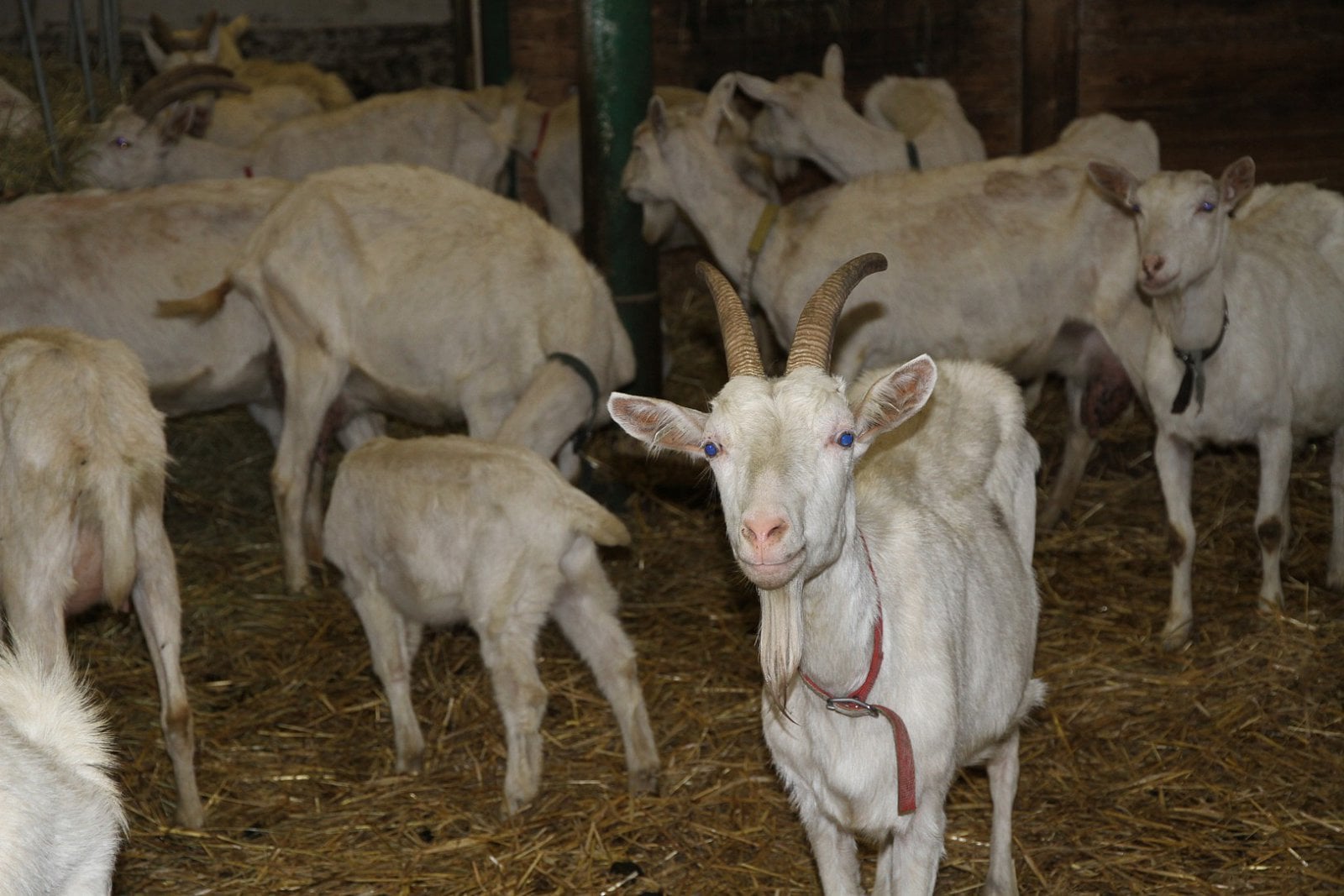 Farma Šťastná koza: ekofarma, kde jsou kozy šťastné