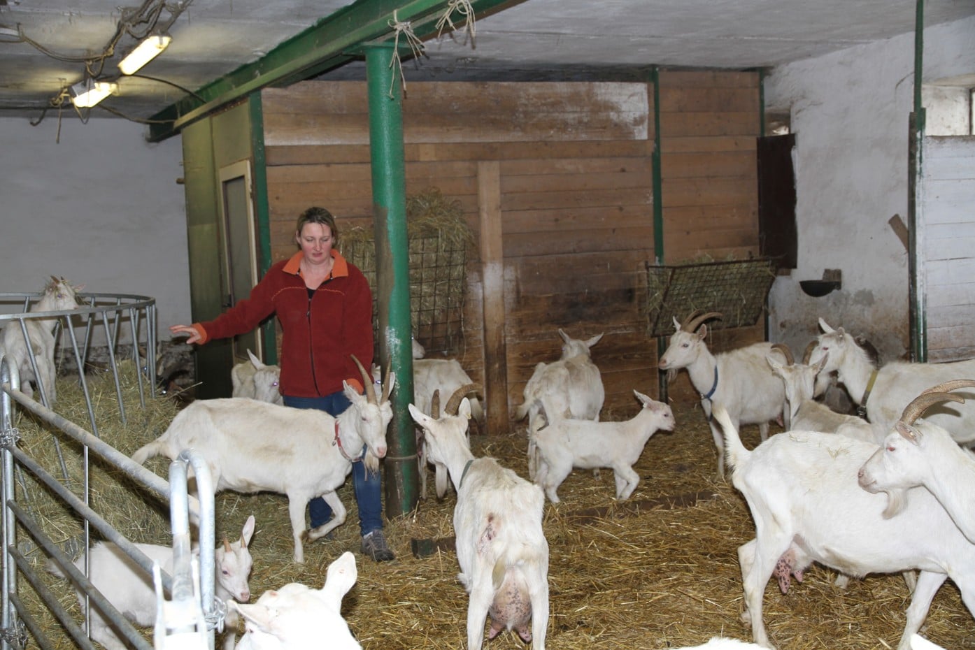 Farma Šťastná koza: ekofarma, kde jsou kozy šťastné