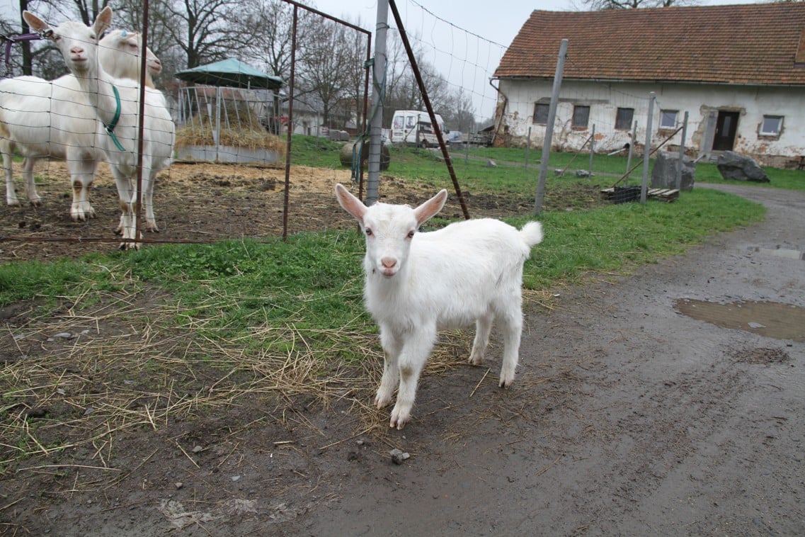 Farma Šťastná koza: ekofarma, kde jsou kozy šťastné