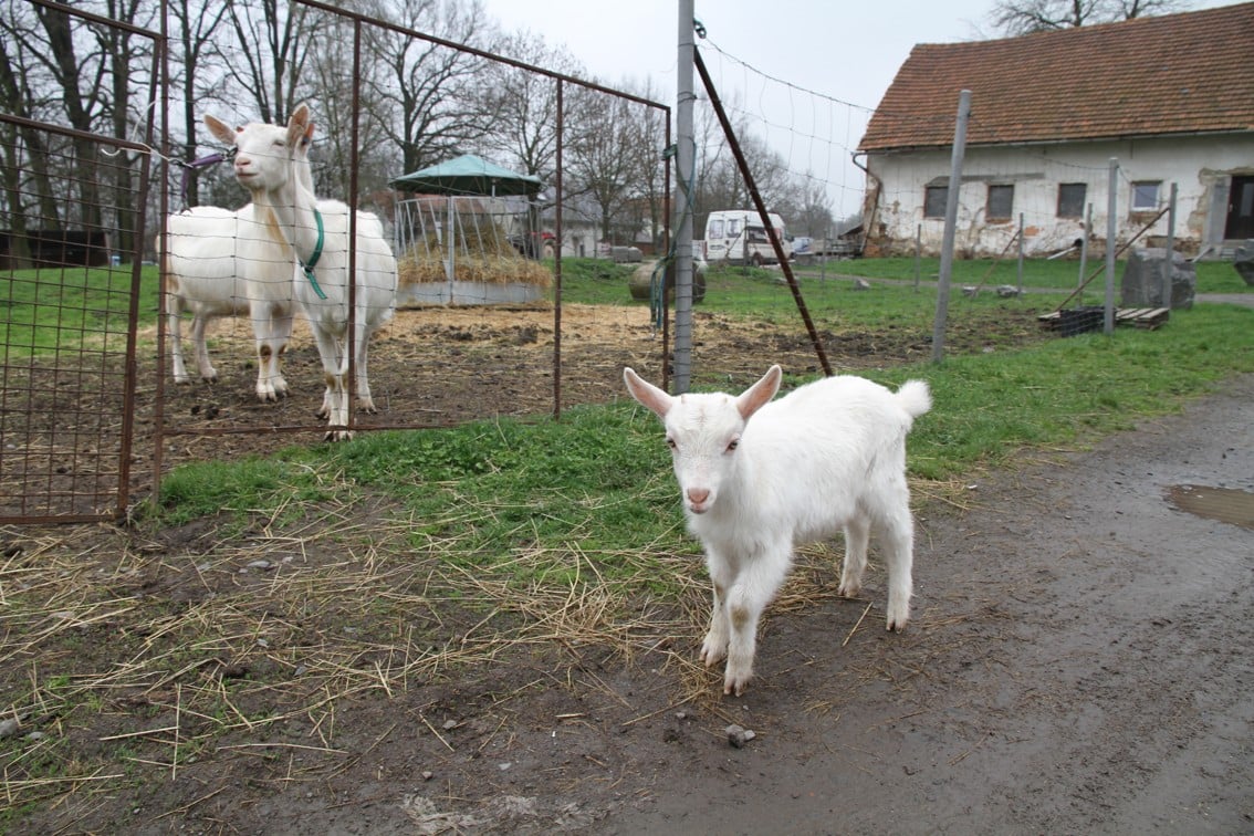 Farma Šťastná koza: ekofarma, kde jsou kozy šťastné