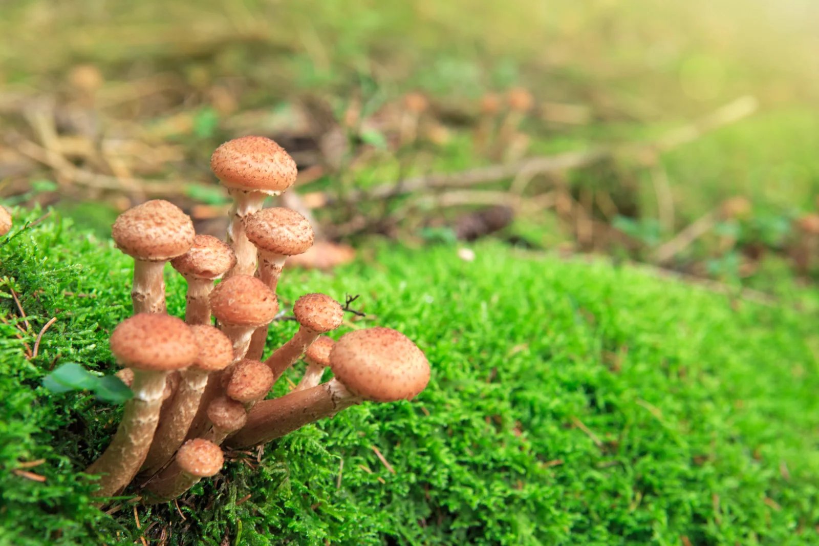 Václavka obecná nebo také žlutoprstenná (Armillaria mellea). Václavka je tržní houba, ale za syrova mírně jedovatá. Plodnice václavek jsou jedlé, ale hůře stravitelné. Nedovařená nebo málo podušená může způsobit značné žaludeční a střevní potíže. Hrozí záměna s jedovatlou čepičatkou jehličnanovou.

Všechny druhy Václavek jsou za syrova jedovaté. Při jejich přípravě je velmi důležitá delší tepelná úprava, a to minimálně půlhodiny.