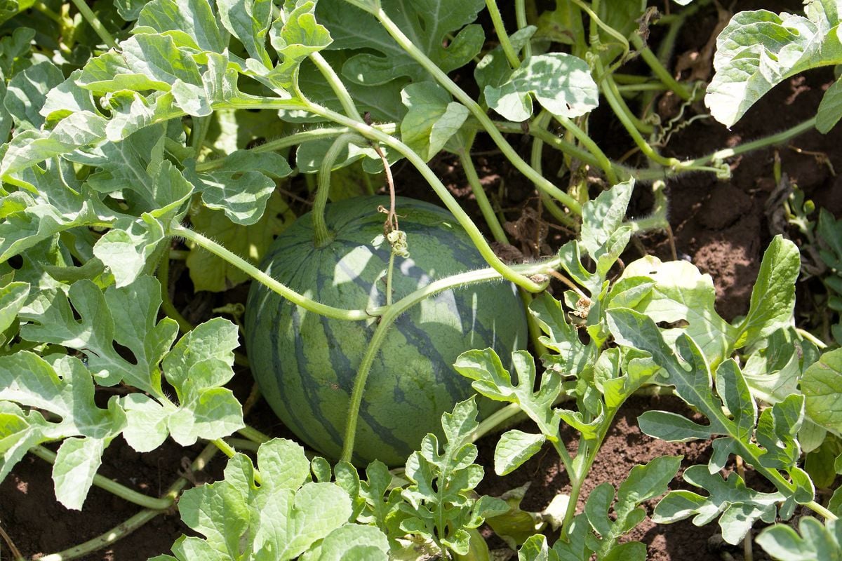 Vodní melouny z ČR: ZoŠi Agro