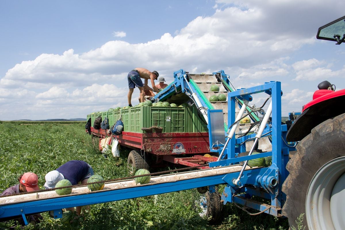 Vodní melouny z ČR: ZoŠi Agro