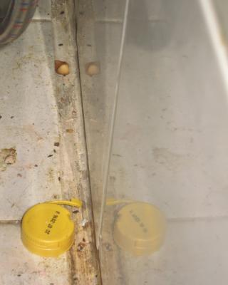 Zámecká restaurace, Přemyslovice