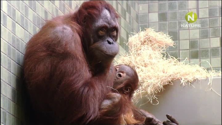 Ukázka z vysílání dokumentárního kanálu Viasat Nature.