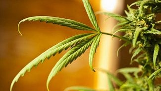 Náhledový obrázek - Léčivé konopí? V lékárnách není ani pět měsíců od legalizace