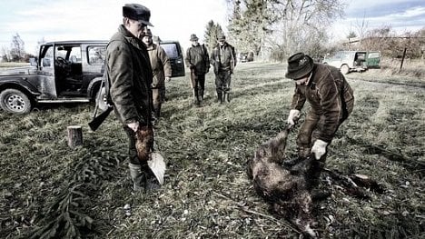 Náhledový obrázek - Proč jsou dnešní česká divoká prasata převážně německého původu