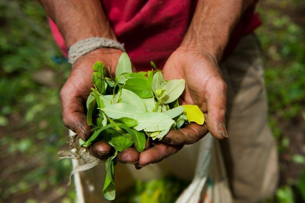 2019-05-dilema-farmc3a1c599c5af-pc49bstovat-kakao-nebo-koku-2.jp