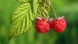 Náhledový obrázek - Maliník obecný se už dříve používal k léčebným účelům. Jeho složkou jsou flavonoidy, ale i vitamíny a železo