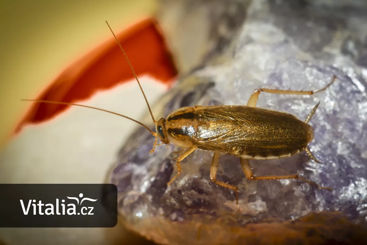 Bojíte se, že si z cest přivezete šváby? Dejte pozor na jídlo a případně volejte odborníky