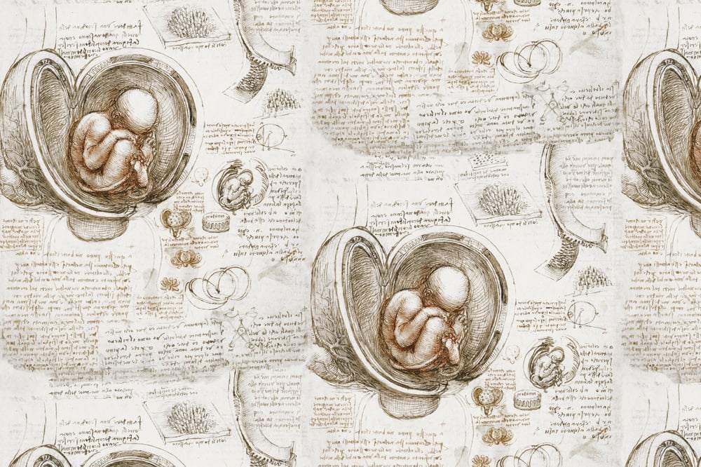 Leonardo da Vinci - studie toho, jak vypadá plod v děloze