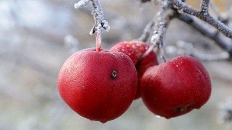 Náhledový obrázek - Ovocnáři dostanou 200 milionů za mrazy. Škody však dosáhly půl miliardy