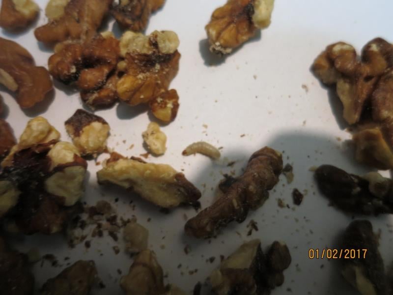 An Le Thi, Ústí nad Labem: Vlašská jádra - potravina zapáchala po kažení - žluknutí tuků. Uvnitř balení byl zjištěn živý škůdce a stopy po činnosti škůdců - pavučinky a požer. Byl zjištěn výskyt živých (krabice s potravinou) i mrtvých (regál) škůdců v blízkosti potraviny.