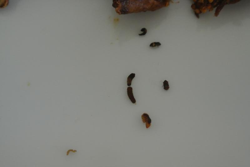 Místo kontroly:
Ing. Michal Kadaňka
Brno (Lidická 2006/26, 60200 Brno)
IČ: 72404485
Skupina potravin: Zpracované ovoce / Sušené ovoce
BIO FÍKY NATURAL
Kategorie: Nebezpečné potraviny
Nevyhovující parametr:
vzhled

Výrobek obsahoval škůdce v různých vývojových stádiích (vajíčka, larvy i brouky).
Datum minimální trvanlivosti: 	15.05.2016
Obal: 	PE sáček
Množství výrobku v balení: 	0,3 kg
Distributor: 	bio nebio s.r.o., Průmyslová zóna 103, 267 51 Bavoryně
Země původu: 	Turkey
Země výroby: 	XXX (unknown)