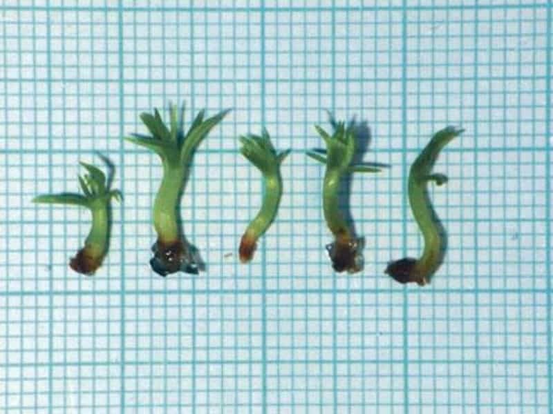 2010-11-jed-z-moc599skycc81ch-hub-po-mc3a1hc3a1-ke-vzniku-lepc5a