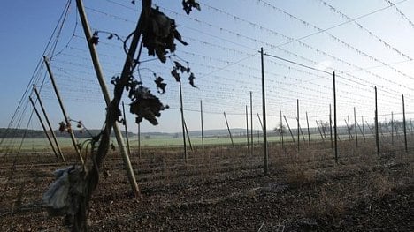 Náhledový obrázek - Hořké probuzení. Chmel ze Žatce produkuje nízké výnosy