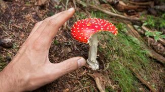 Muscimol se v přírodě vyskytuje v muchomůrce červené a jejích příbuzných druzích. Vyrobit jej lze ale také v laboratoři.