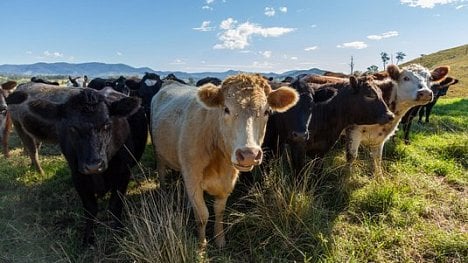 Náhledový obrázek - Čínská cesta k omezení emisí? Méně masa na talíři