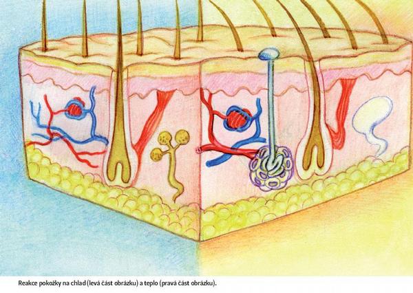 Reakce pokožky na chlad (levá část obrázku) a teplo (pravá část brázku).