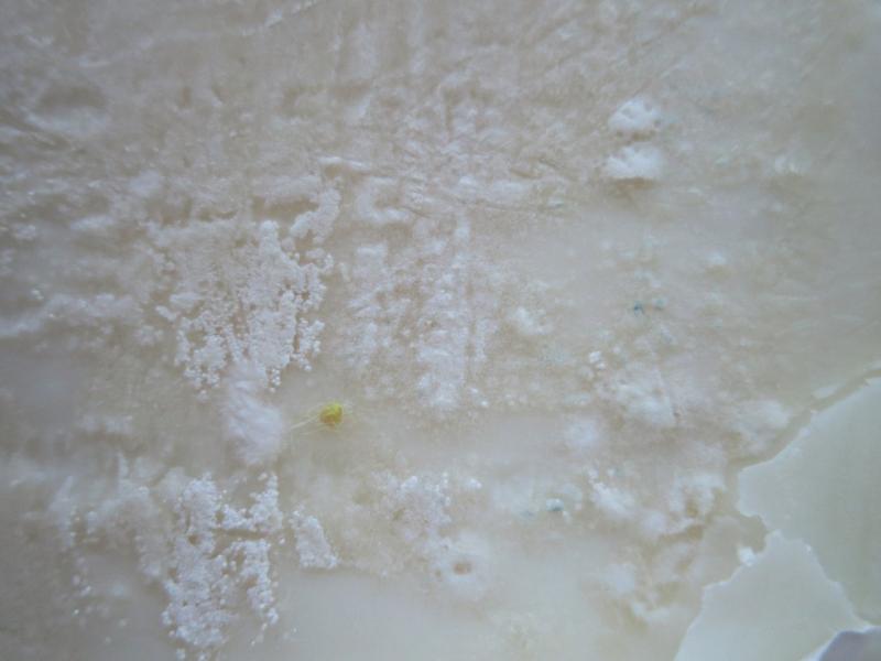 Chevrette kozí sýr bochník. Kategorie: Nebezpečné potraviny. Nevyhovující parametr: plísně okem viditelné. Na povrchu potraviny se vyskytovaly kolonie plísní bílé a zelené barvy. Při kontrole nebyly zjištěny nevyhovující teplotní podmínky skladování tohoto výrobku. Výrobek neměl prošlé datum použitelnosti. Distributor: VAT 33 s.r.o., Ústí nad Labem. Země výroby: Nizozemí. Místo kontroly: AHOLD Czech Republic, a.s., Prostějov