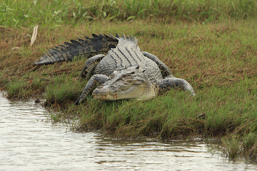 Rybí legendy Jakuba Vágnera