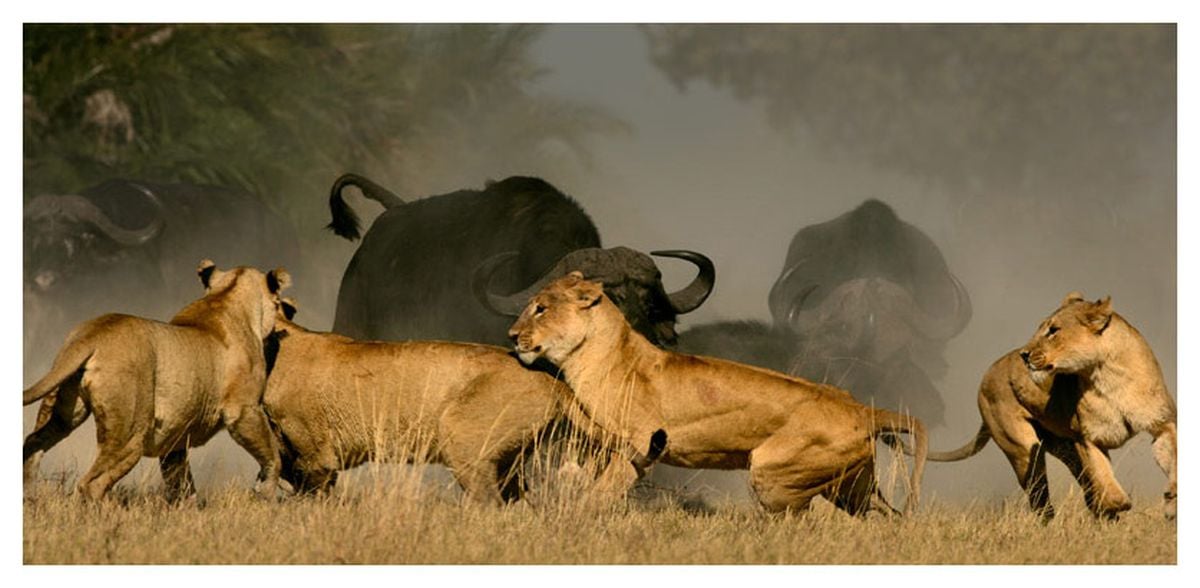 Prima Zoom, přelom listopadu a prosince 2017