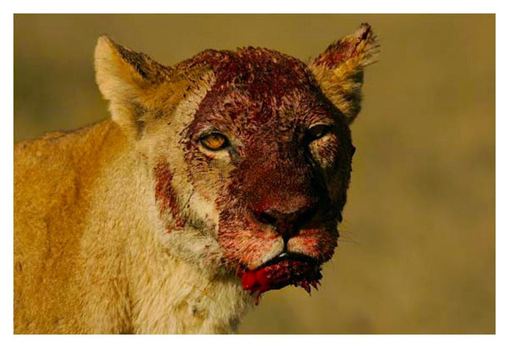 Prima Zoom, přelom listopadu a prosince 2017