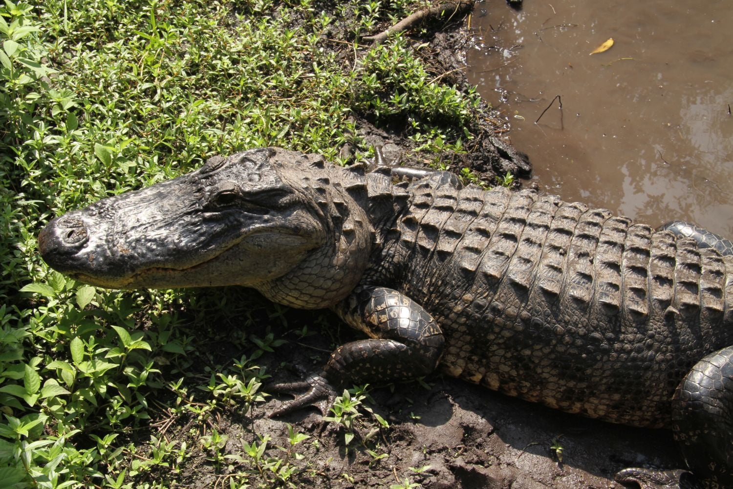 Prima Zoom, přelom listopadu a prosince 2017